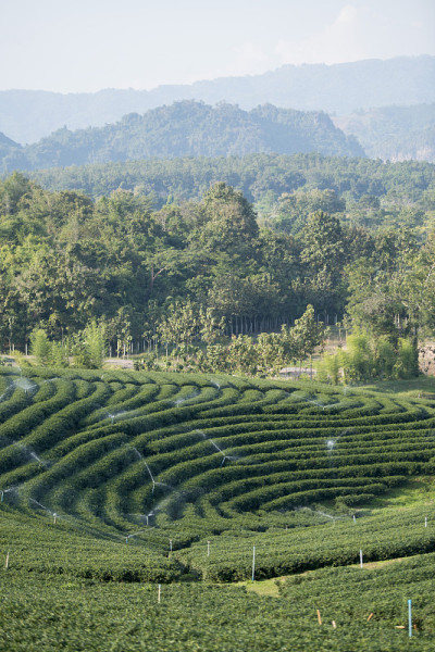 茶园