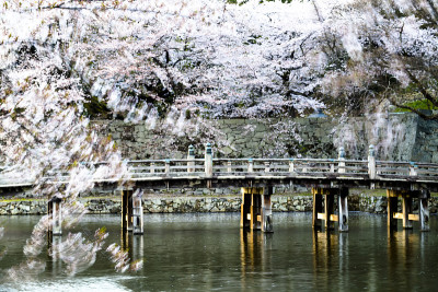 漂亮的樱花背景