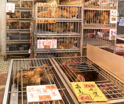 鸡在笼子里