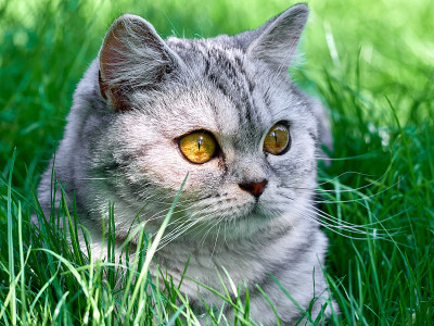 草丛里的小猫。