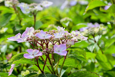 Lacecap绣球花