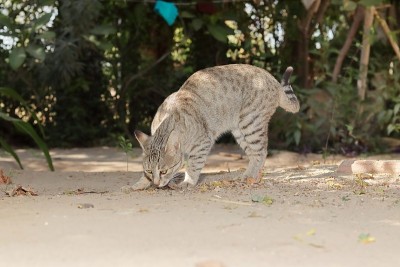 一只灰色的虎斑猫在嗅着陆地
