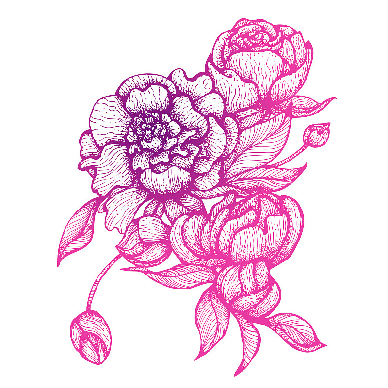 Bouquet of peony flowers