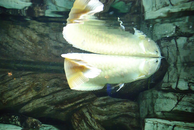 水族馆。