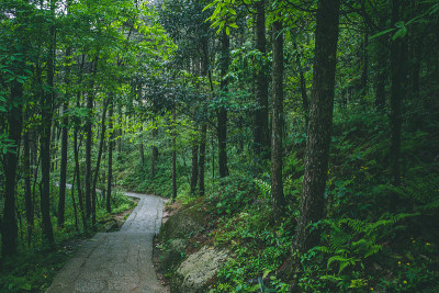 中国江西明月山森林中的小路