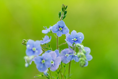 德国花或鸟眼花。(Veronica chamaedrys)