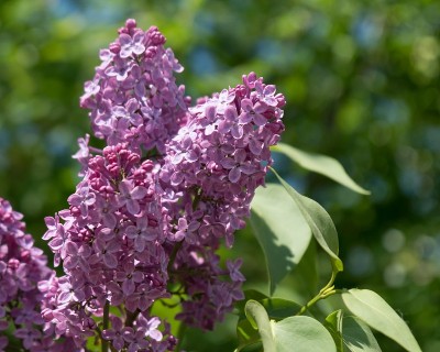 盛开的紫色的普通紫丁香的花。Syrínga vulgáris)在春天绿叶的背景上。