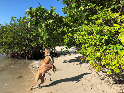 拳师犬在海滩上跳跃
