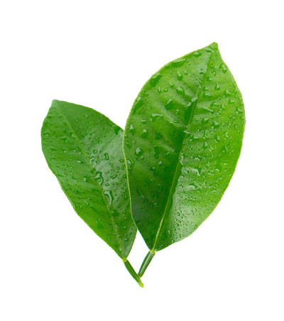 柠檬叶与滴孤立在白色背景。柑橘叶的分枝。热带植物的一部分。前视图。