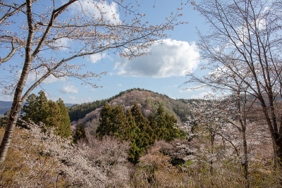 吉野山的樱花