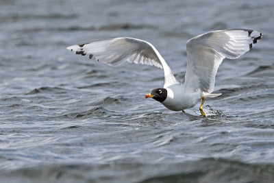 罗马尼亚，黑头鸥(Ichthyaetus melanocephalus)起飞，