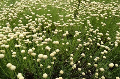 迷迭香，白花