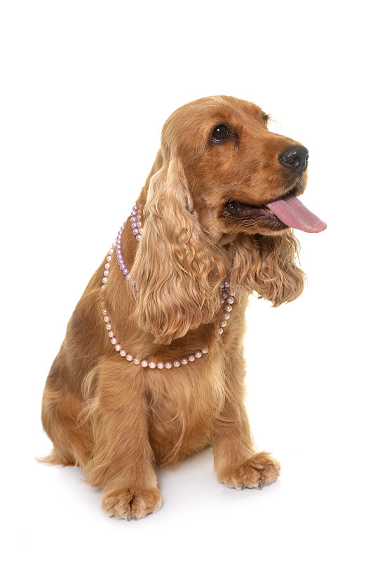 可卡犬