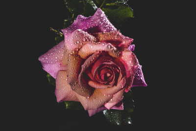 玫瑰花