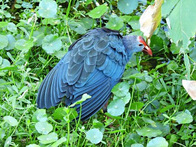 在佛罗里达湿地觅食的灰头沼泽鹬(Porphyrio policephalus)