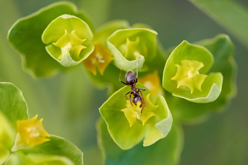 桃金娘(Myrtle spurge)上的蚂蚁