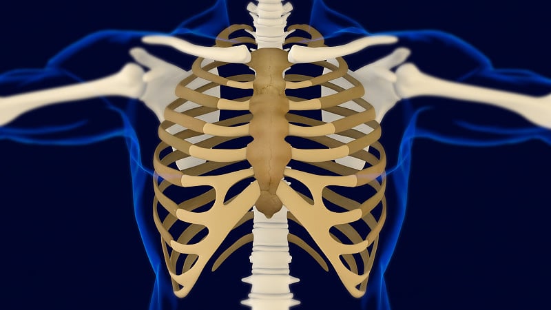 肋骨Cage人体骨骼解剖三维渲染