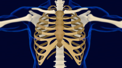 肋骨Cage人体骨骼解剖三维渲染