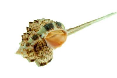 壳牌