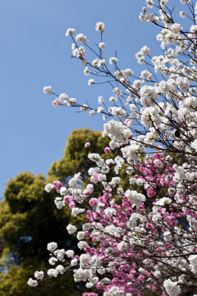 double-flowered樱桃树