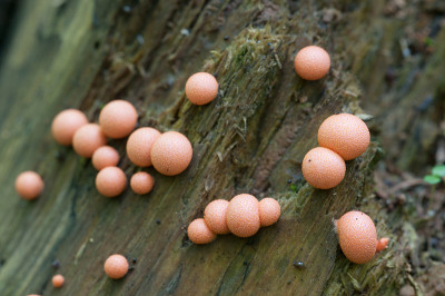Lycogala epidendrum