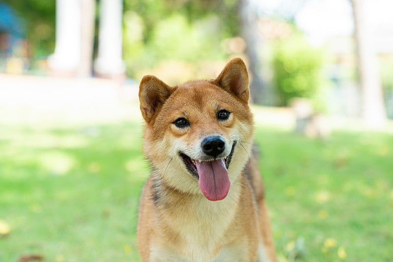 日本柴犬在公园里看着它的主人。