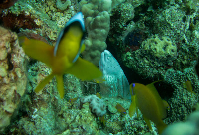 辣椒条海鳗