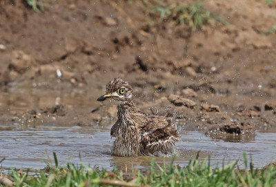 水Thick-knee