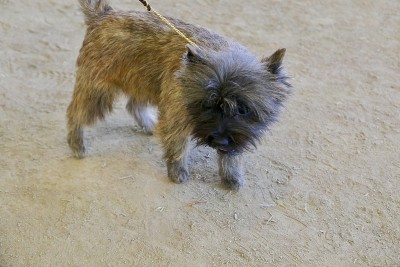 的犬