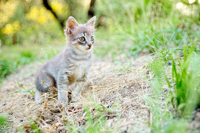 小猫一动不动地躺在泥土模糊的乡村