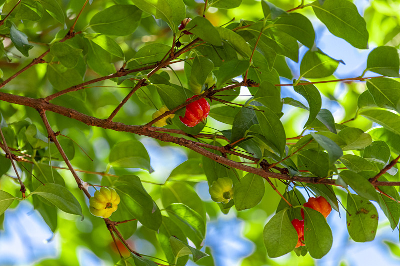 Pitanga (eugenia uniflora)是芒萁科双子叶植物pitangueira的果实。