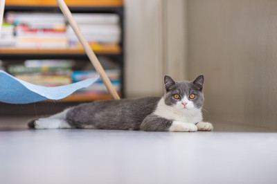 可爱的英国短毛猫