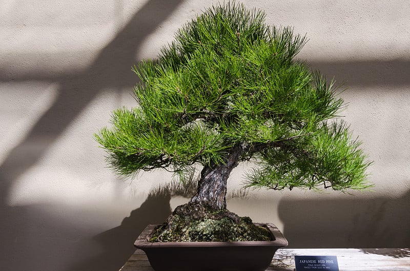 室内日本红松盆景(Pinus densiflora)，侧面有科学名称标签