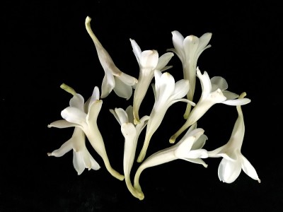 白色块茎状的花