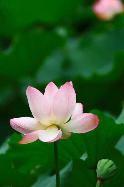 粉红色的荷花和绿色的叶子合上了