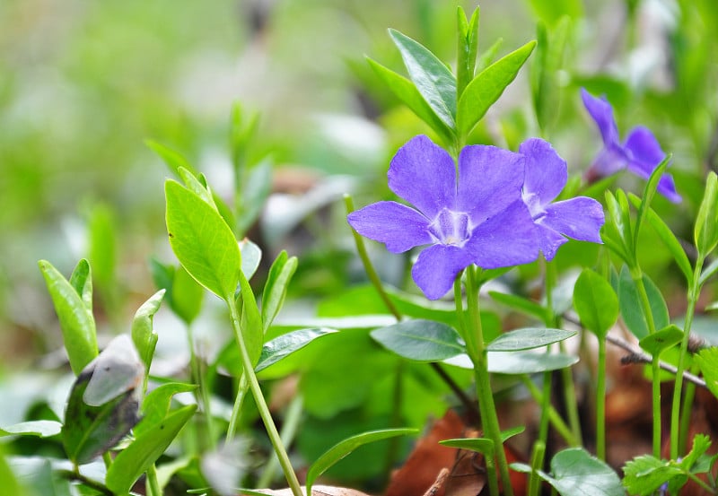 小长春花(小长春花)