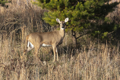 Whitetail做