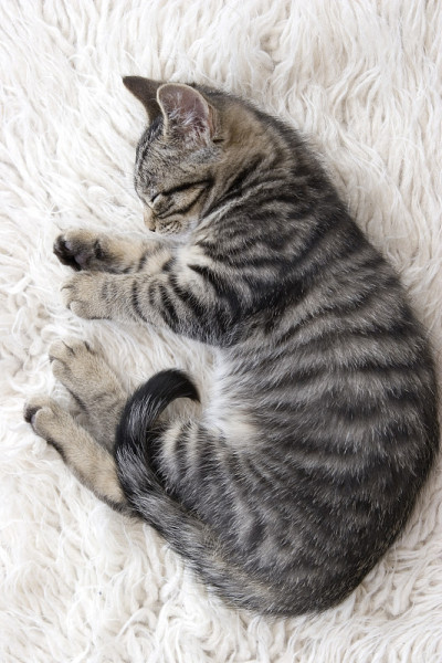 可爱的蜷缩小猫