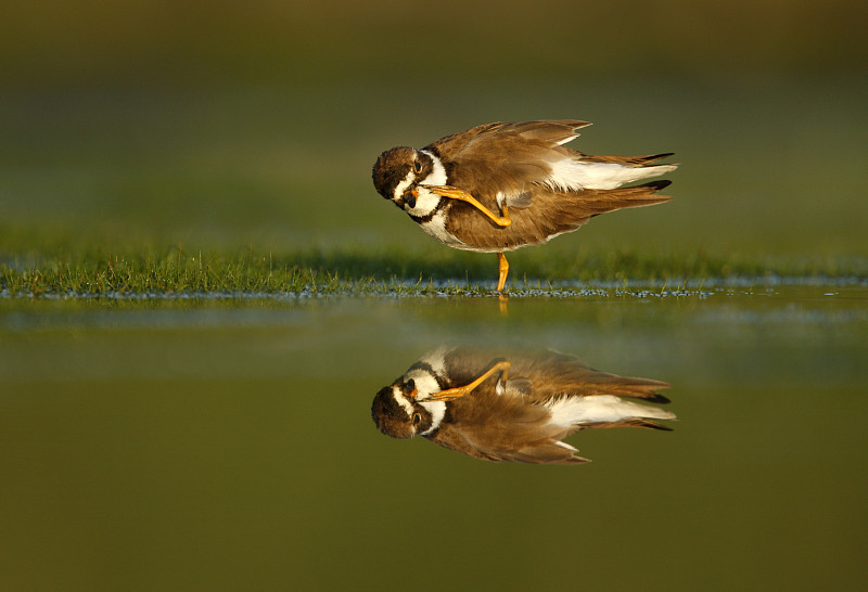 半掌鸻， Charadrius semipalmatus