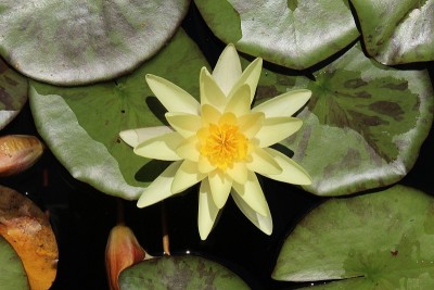 睡莲花科 色母花 - 睡莲花