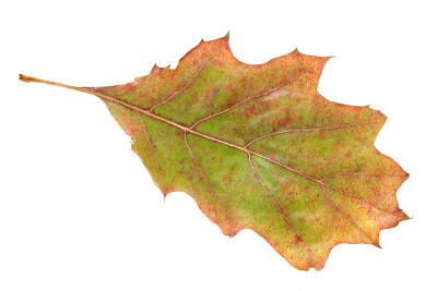 Autumn oak leaf