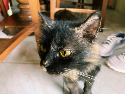 黑猫可爱