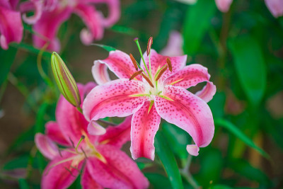 粉红色和黄色的黄花菜花