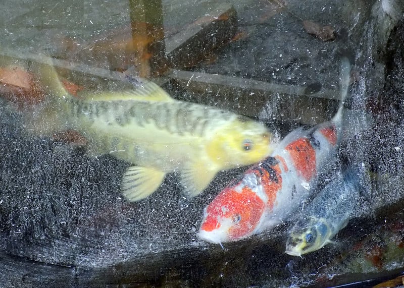 五颜六色的锦鲤在非常脏的水族箱里