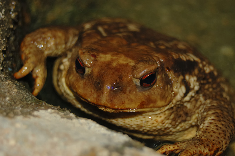 蟾蜍(B. bufo)