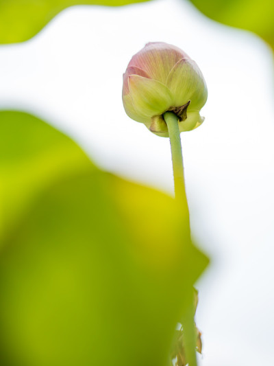 神圣的莲花