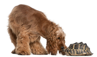 英国可卡犬和一只赫尔曼龟，白色背景。
