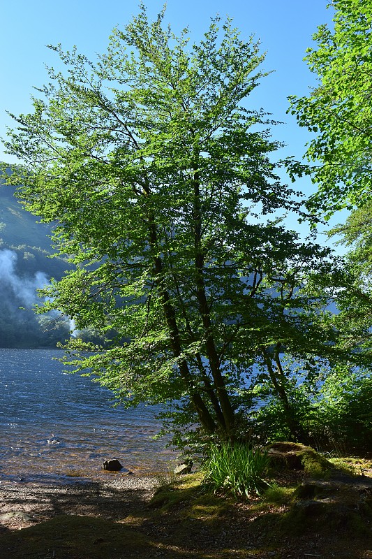 湖边有绿树