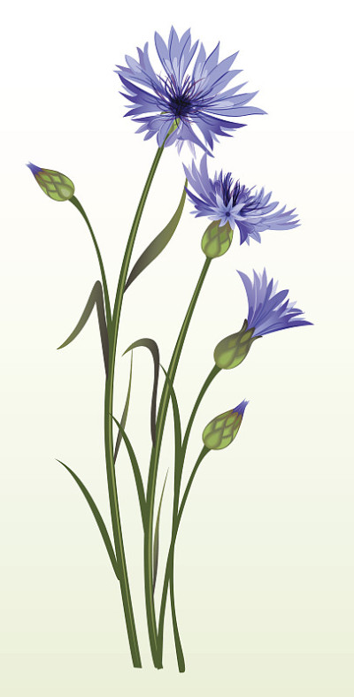 矢车菊矢量插图。