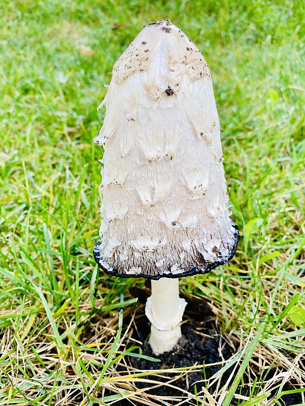 一个白色有毒蘑菇的特写。